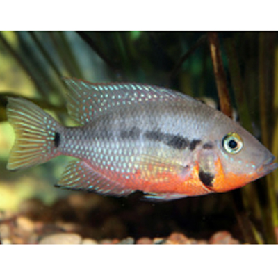 Imágen del cíclido boca de fuego